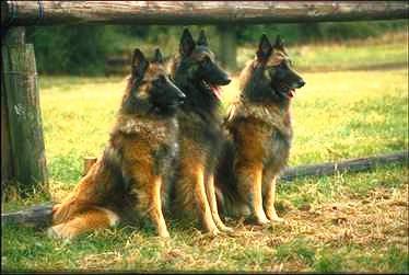 dog10-German Shepherds-trio-by 2catz.jpg