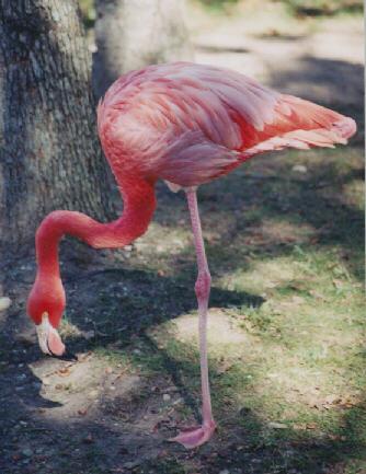flamingo-searching on the ground-by John White.jpg