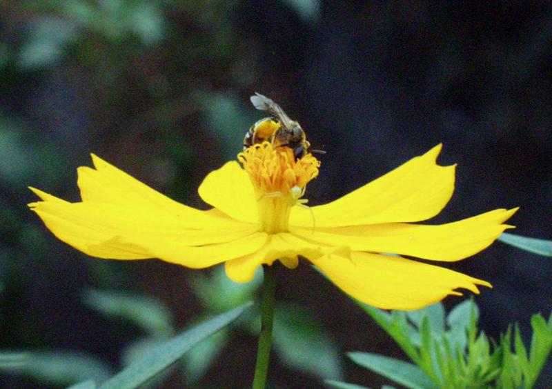 flower honeybee spider-by Darin L Ungerman.jpg