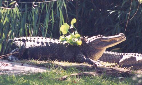 gator-American Alligators-on river bank-by John White.jpg