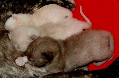 gb-kit08a-Burmese Cat Kittens-by Frank and Heidi Schulz.jpg