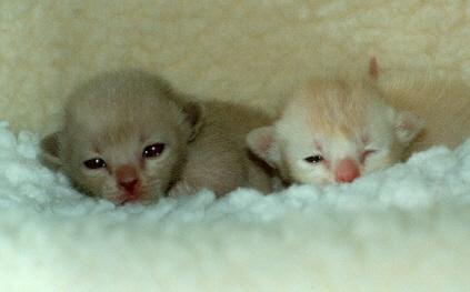gb-kit14a-Burmese Cat Kittens-by Frank and Heidi Schulz.jpg