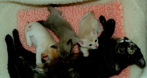gb-kit18a-Burmese Cat Kittens-by Frank and Heidi Schulz.jpg