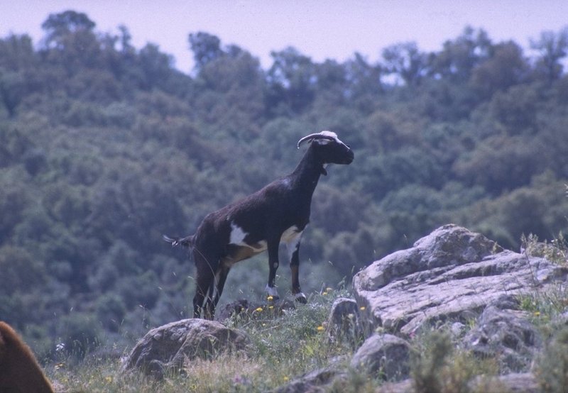geit-Spanish Goat-by MKramer.jpg