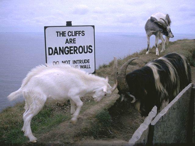 geiten-Irish Goats-by MKramer.jpg