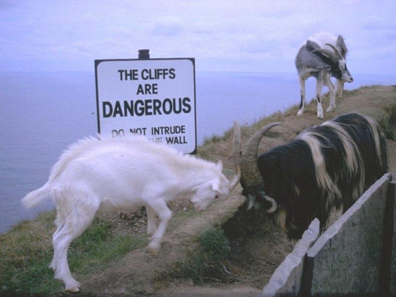 geiten groot-Irish Goats-by MKramer.jpg