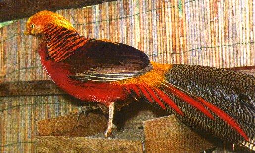golden HA01-Golden Pheasant-male on box-by Dan Cowell.jpg