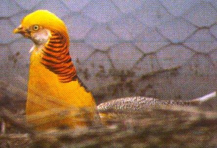 golden PA01-Yellow Golden Pheasant-closeup-by Dan Cowell.jpg