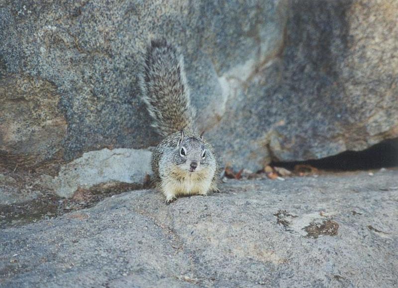 ground2-California Ground Squirrel-by Gregg Elovich.jpg