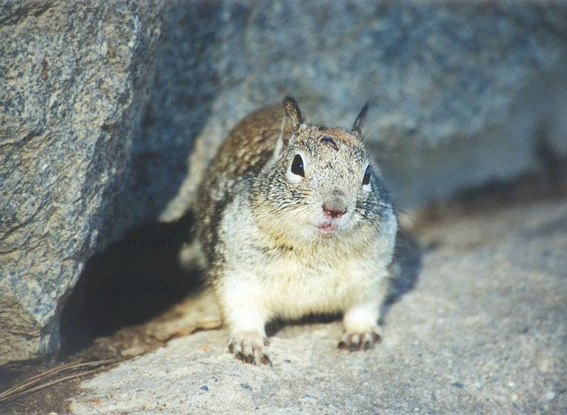 ground3-California Ground Squirrel-by Gregg Elovich.jpg