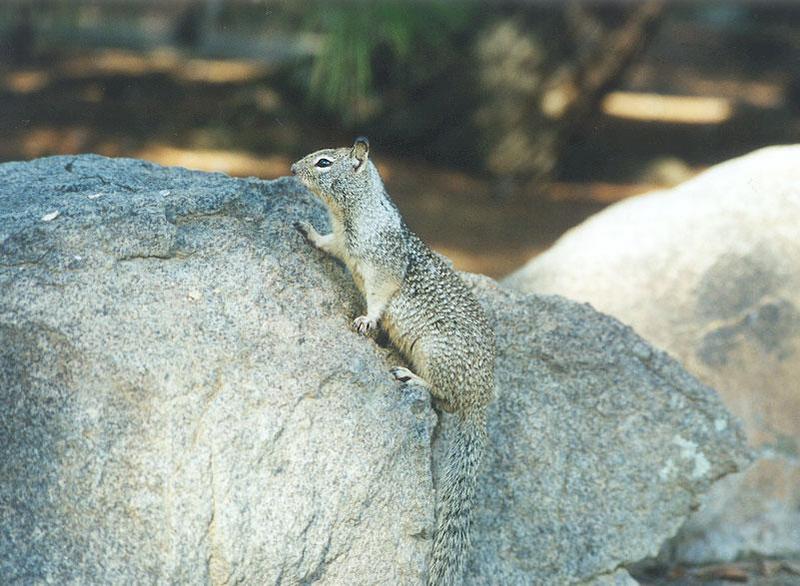 ground4-California Ground Squirrel-by Gregg Elovich.jpg