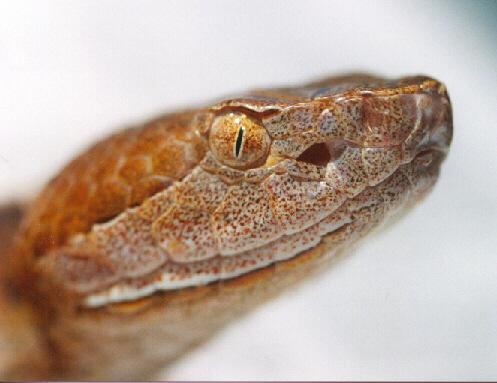 hs ch1-Northern Copperhead Snake-Agkistrodon contortrix mokason-by John White.jpg