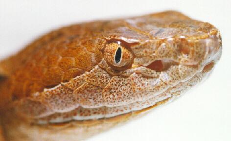 hs ch2-Northern Copperhead Snake-Agkistrodon contortrix mokason-by John White.jpg