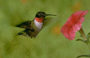 hummingbird1.jpg