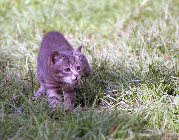 ie-ukr35-Domestic Cat kitten-by Erich Mangl.jpg