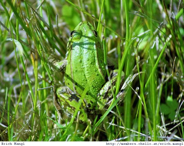 ie-ukr52-Unknown European Frog-by Erich Mangl.jpg