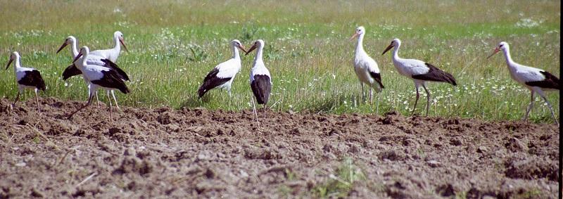 ie-ukr66-European White Storks-by Erich Mangl.jpg