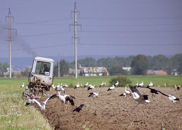 ie-ukr68-European White Storks-by Erich Mangl.jpg