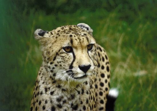 ie-wien1-Cheetah-by Erich Mangl.jpg