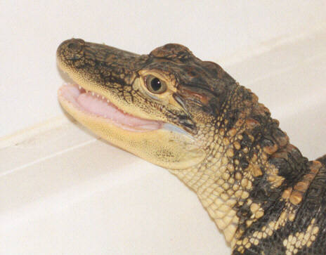 j aa 01-American Alligator Juvenile-face closeup-by John White.jpg