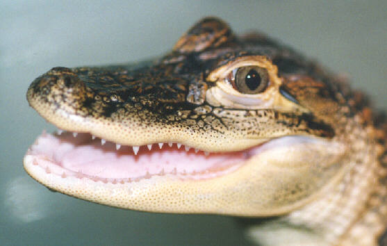 j aa 02-American Alligator Juvenile-face closeup-by John White.jpg
