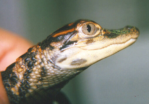 j aa 03-American Alligator Juvenile-face closeup-by John White.jpg