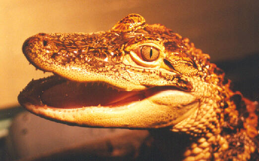 j aa 04-American Alligator Juvenile-face closeup-by John White.jpg