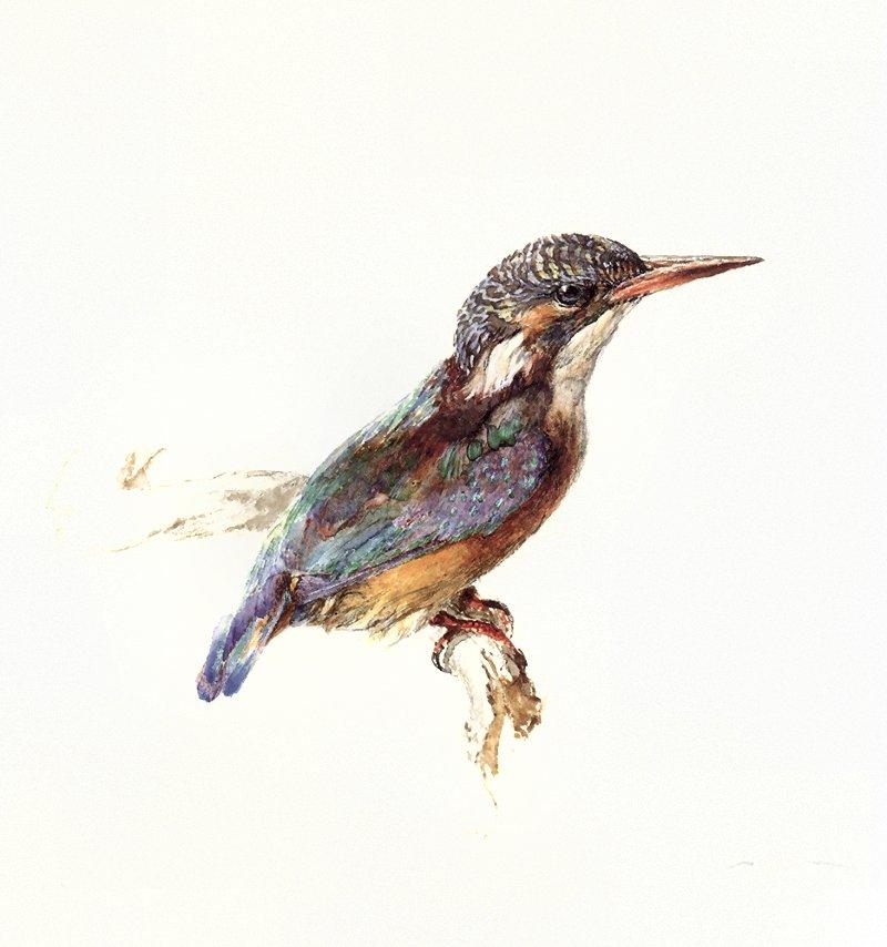 jrnas 008 john-ruskin kingfisher c 1870-1-Scan by JmJ.jpg