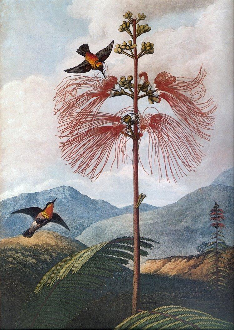 jrnas 018 large-flowering-sensitive-plant-Hummingbirds-Scan by JmJ.jpg
