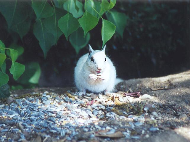 july1-White Californai Ground Squirrel-by Gregg Elovich.jpg