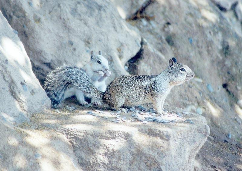 july91-White Californai Ground Squirrels-by Gregg Elovich.jpg