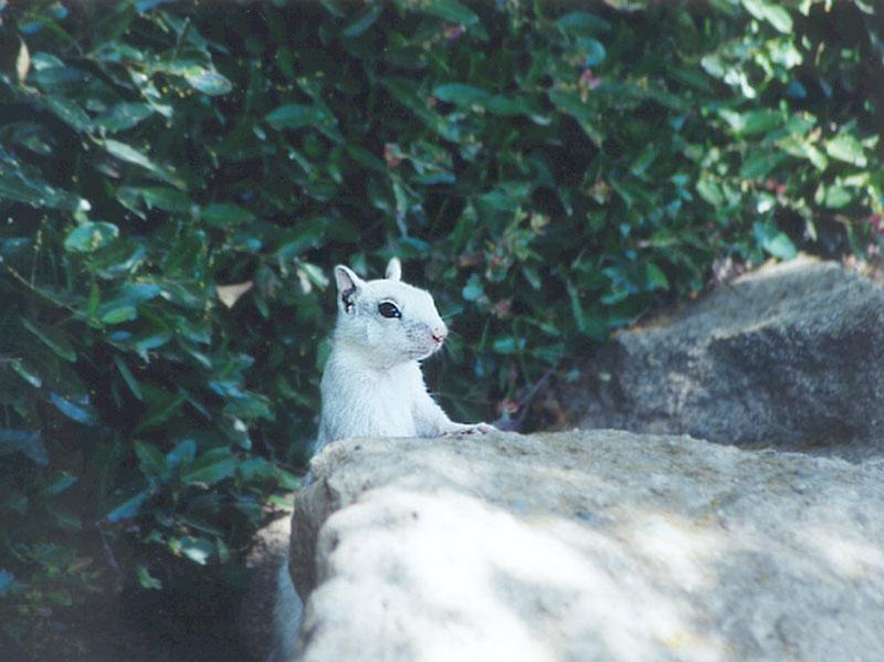 july93-White Californai Ground Squirrel-by Gregg Elovich.jpg