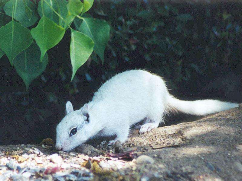 july94-White Californai Ground Squirrel-by Gregg Elovich.jpg