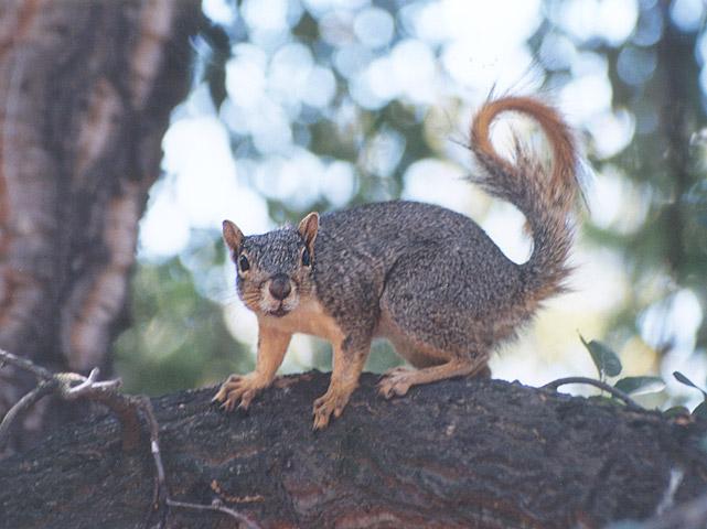 july996-Western Fox Squirrel-by Gregg Elovich.jpg