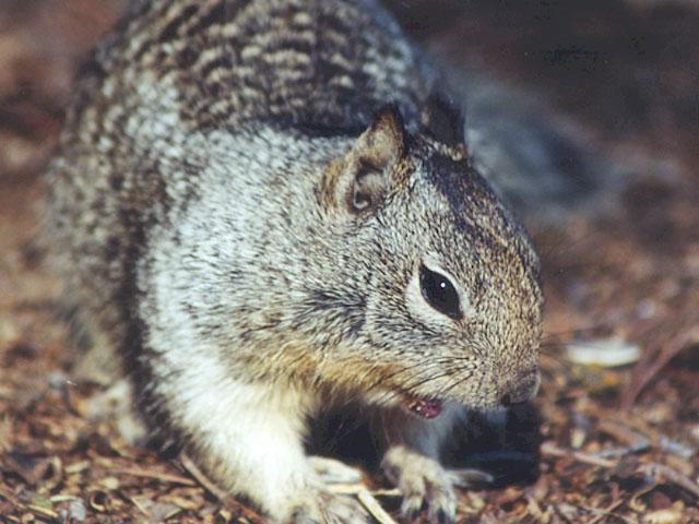 july9991-Californai Ground Squirrel-by Gregg Elovich.jpg