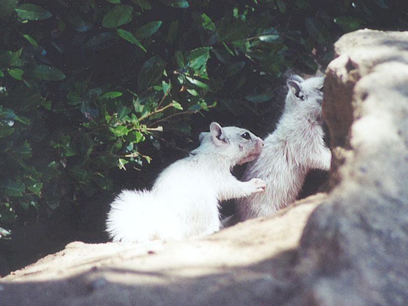 june01-white juvenile Claifornia Ground Squirrels-by Gregg Elovich.jpg
