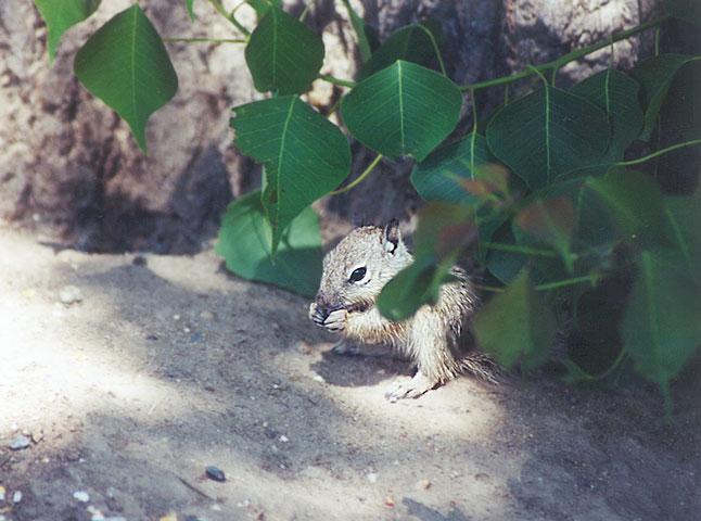 june02-juvenile Claifornia Ground Squirrels-by Gregg Elovich.jpg