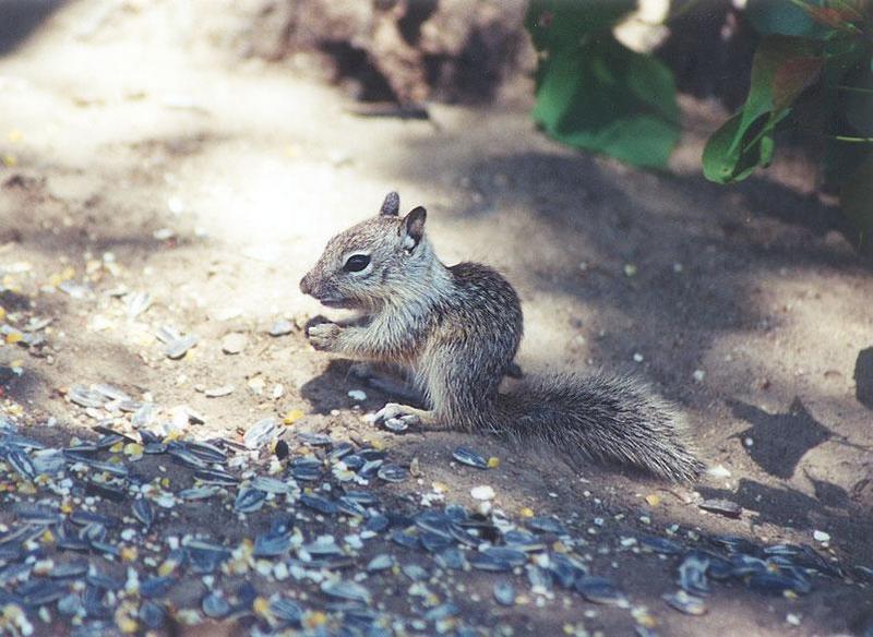 june03-juvenile Claifornia Ground Squirrels-by Gregg Elovich.jpg
