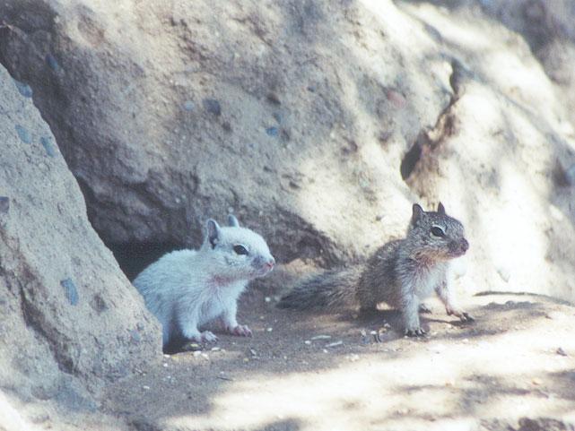 june06-white juvenile Claifornia Ground Squirrels-by Gregg Elovich.jpg