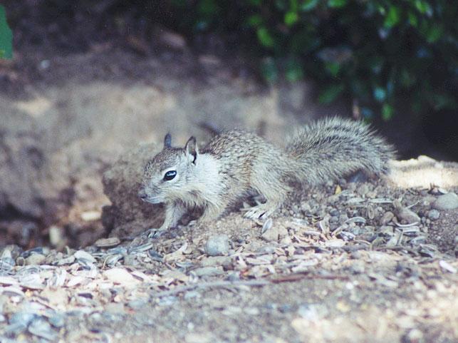 june07-juvenile Claifornia Ground Squirrels-by Gregg Elovich.jpg