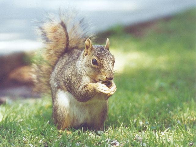 june11-Western Fox Squirrel-by Gregg Elovich.jpg