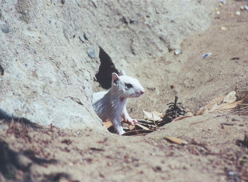 june15-white juvenile California Ground Squirrel-by Gregg Elovich.jpg