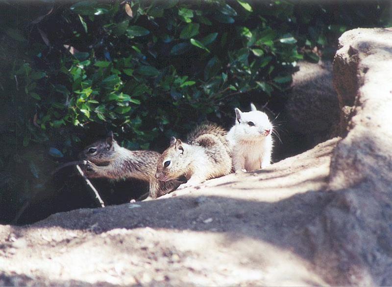 june18-juvenile Claifornia Ground Squirrels-by Gregg Elovich.jpg