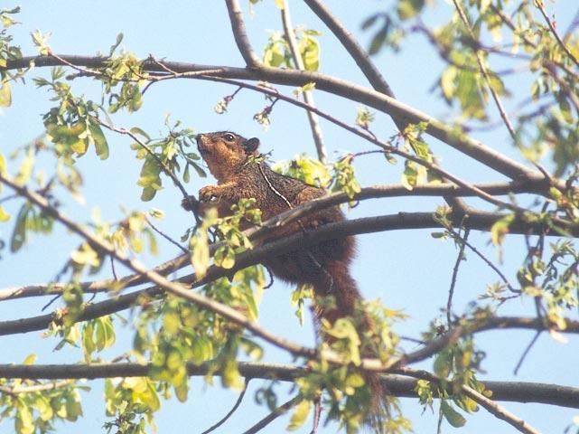 june21-Western Fox Squirrel-by Gregg Elovich.jpg