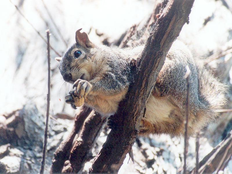 june25-Western Fox Squirrel-by Gregg Elovich.jpg