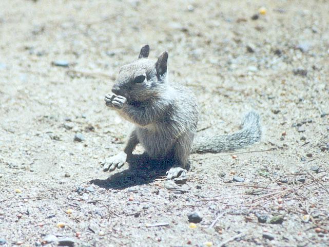 june29-Californai Ground Squirrel-by Gregg Elovich.jpg