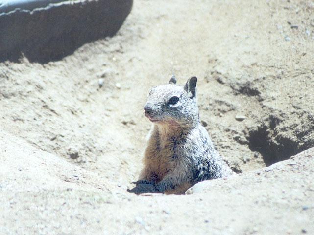 june32-Californai Ground Squirrel-by Gregg Elovich.jpg