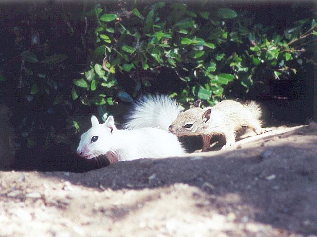 june33-White Californai Ground Squirrels-by Gregg Elovich.jpg