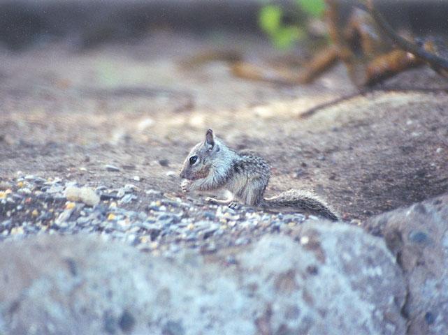 june35-Californai Ground Squirrel-by Gregg Elovich.jpg