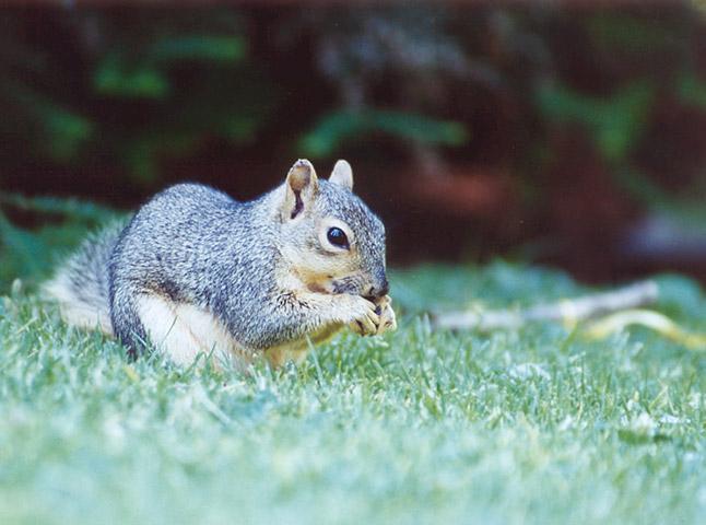 june38-Western Gray Squirrel-by Gregg Elovich.jpg